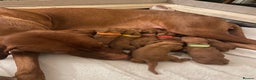 Hungarian Vizsla dogs for sale: Hungarian Vizsla puppies  - Advert 1