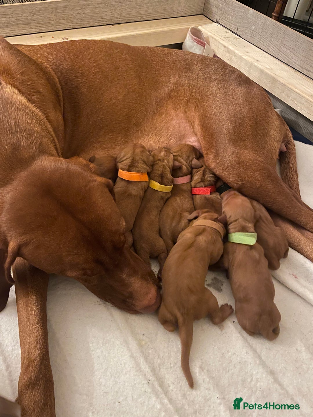 Hungarian Vizsla dogs for sale: Hungarian Vizsla puppies  - Advert 1