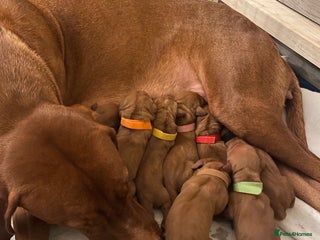 Hungarian Vizsla dogs Hungarian Vizsla puppies - Advert 2