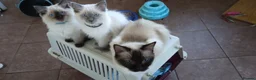 Ragdoll cats for sale: Adorable purebred Ragdoll kittens gccf registered  - Advert 4