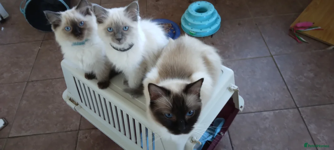 Ragdoll cats for sale: Adorable purebred Ragdoll kittens gccf registered  - Advert 4