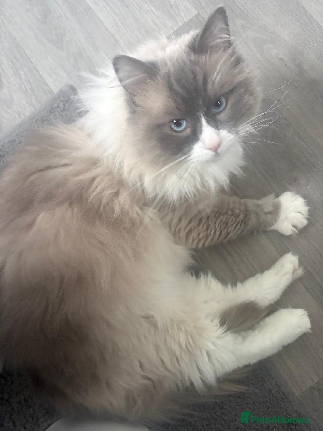 Ragdoll cats for sale: 💙 Stunning 2-Year-Old GCCF Registered Ragdoll Boy - Advert 14