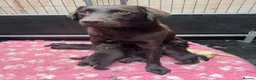 Labrador Retriever dogs for sale: KENNEL CLUB REGISTERED CHOCOLATE LABRADOR PUPPIES  - Advert 11