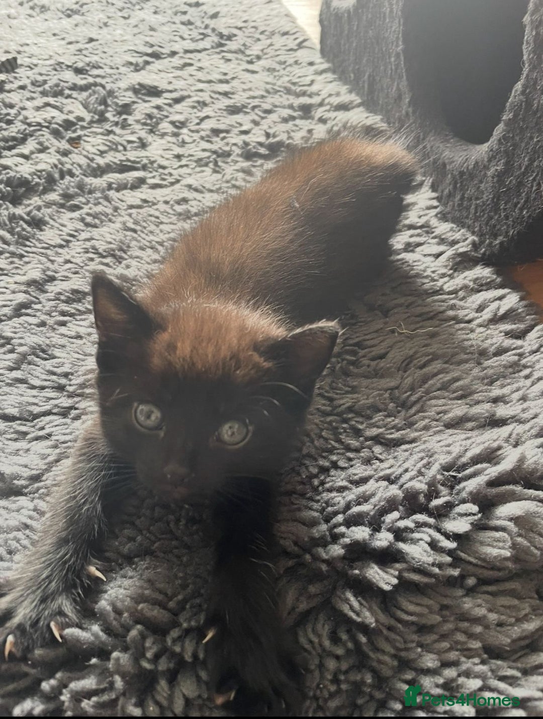 Mixed Breed cats for sale: Mix breed 3 boys 2 girls  - Image 8