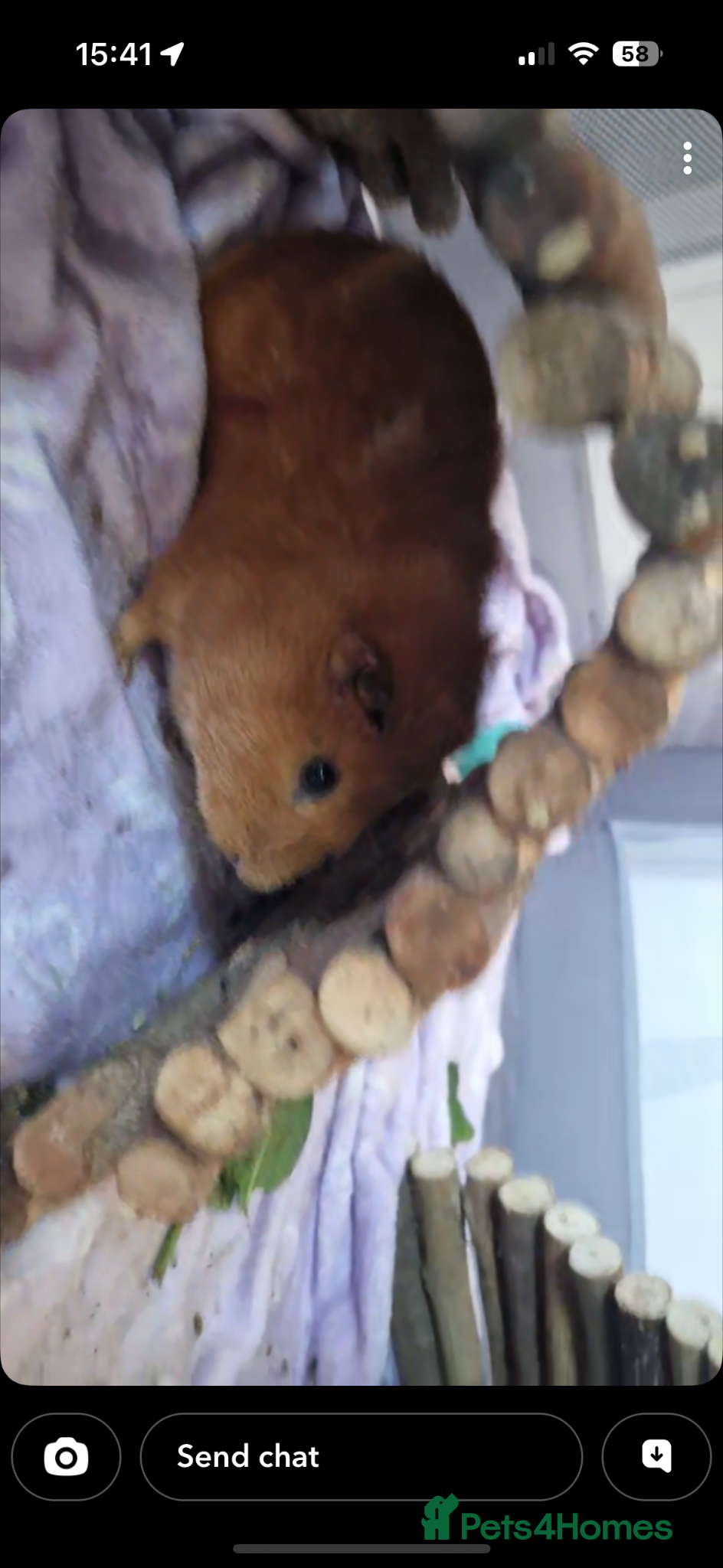 Guinea Pig rodents Male guinea pig  - Advert 2