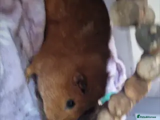 Guinea Pig rodents Male guinea pig - Advert 2