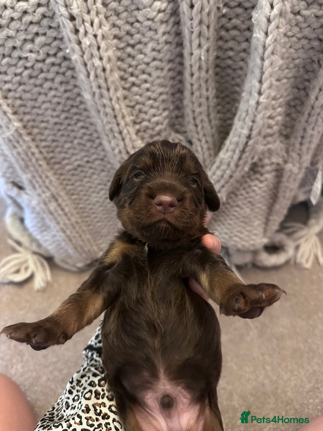 Cocker Spaniel dogs for sale: Stunning KC reg working cocker spaniel puppies  - Advert 17
