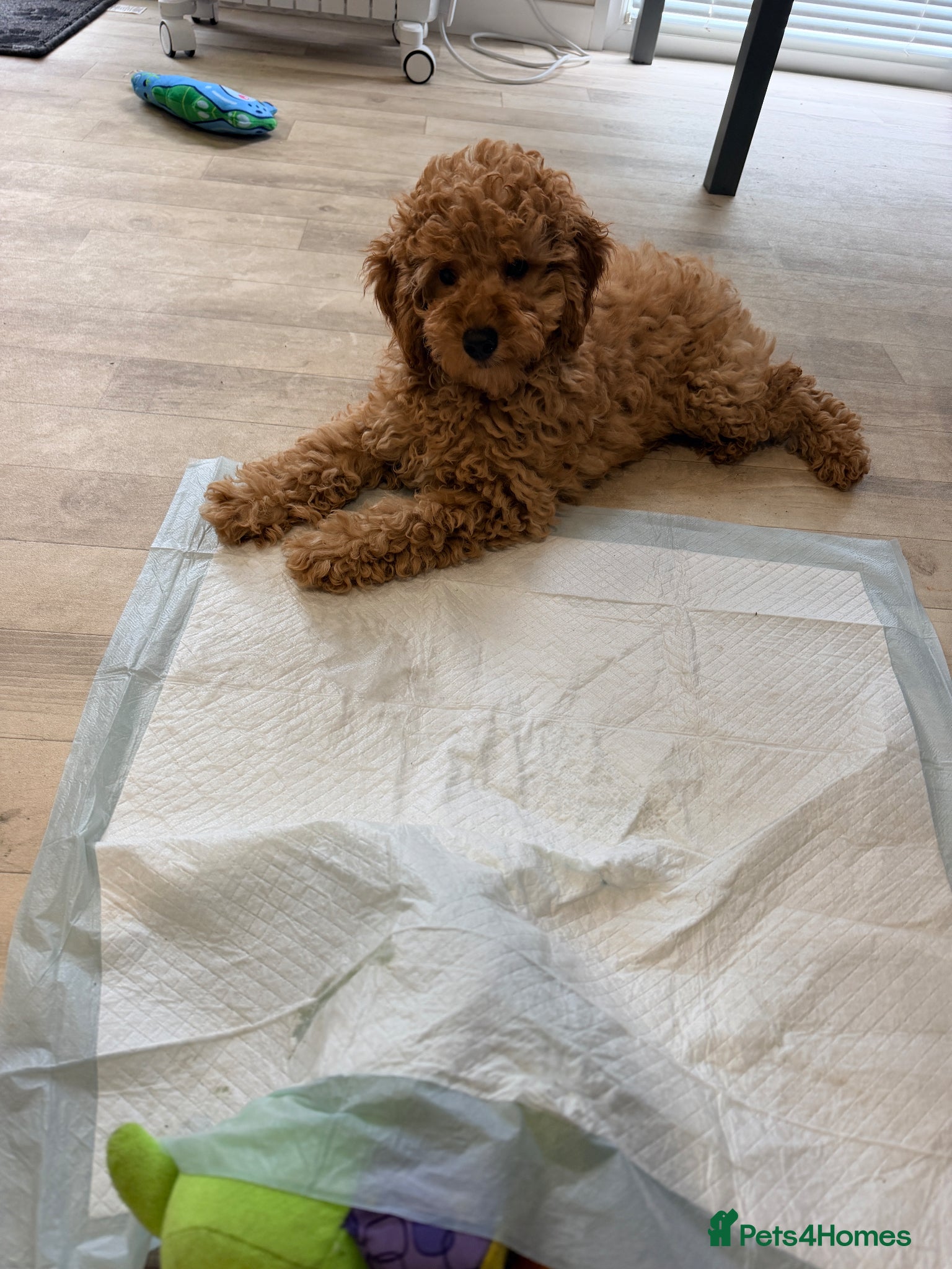 Toy Poodle dogs Beautiful health tested toy poodles  - Advert 1