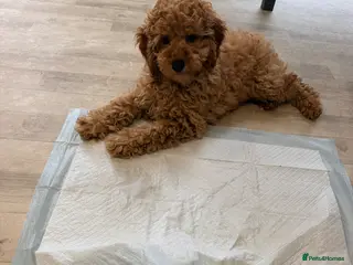 Toy Poodle dogs for sale: Beautiful health tested toy poodles - Advert 2