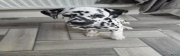 Dalmatian dogs for sale: 🤍🖤1 Boy left. READY NOW 🤍🖤 - Advert 5