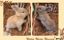 Angora rabbits for sale: 🧡 Pure Bred Angora Babies 🧡 For Reserve - Image 1