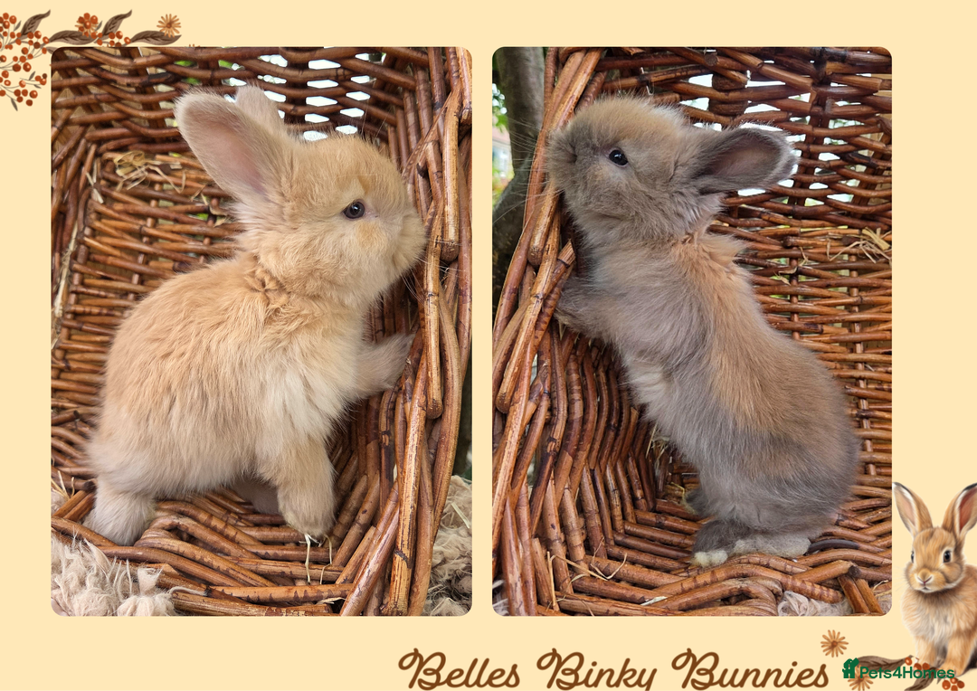 Angora rabbits for sale: 🧡 Pure Bred Angora Babies 🧡 For Reserve - Image 1