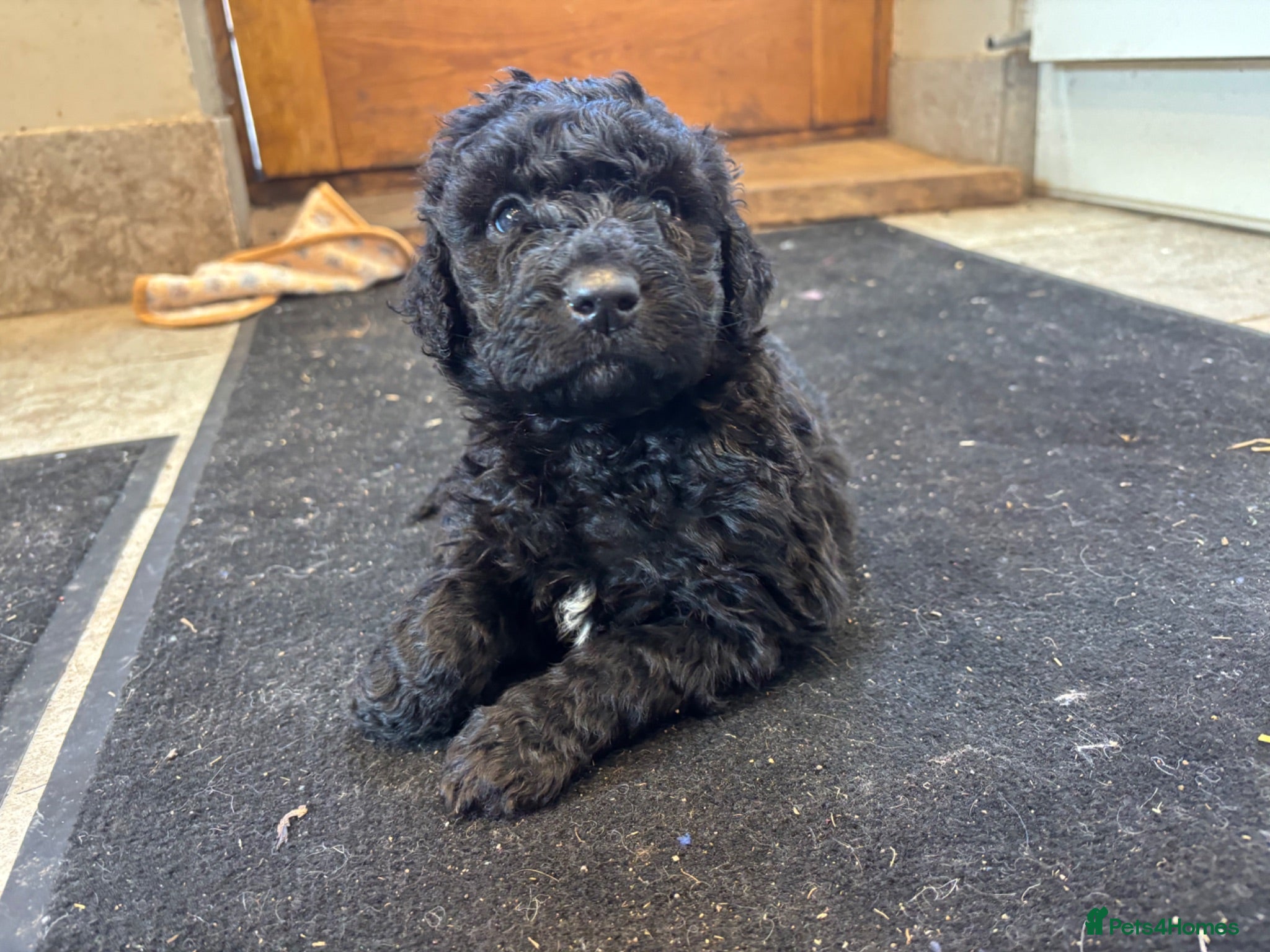 Goldendoodle dogs Beautiful Goldendoodles - Advert 1