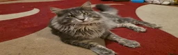 Maine Coon cats for sale: Tica beautiful Maine Coon kittens  - Advert 19