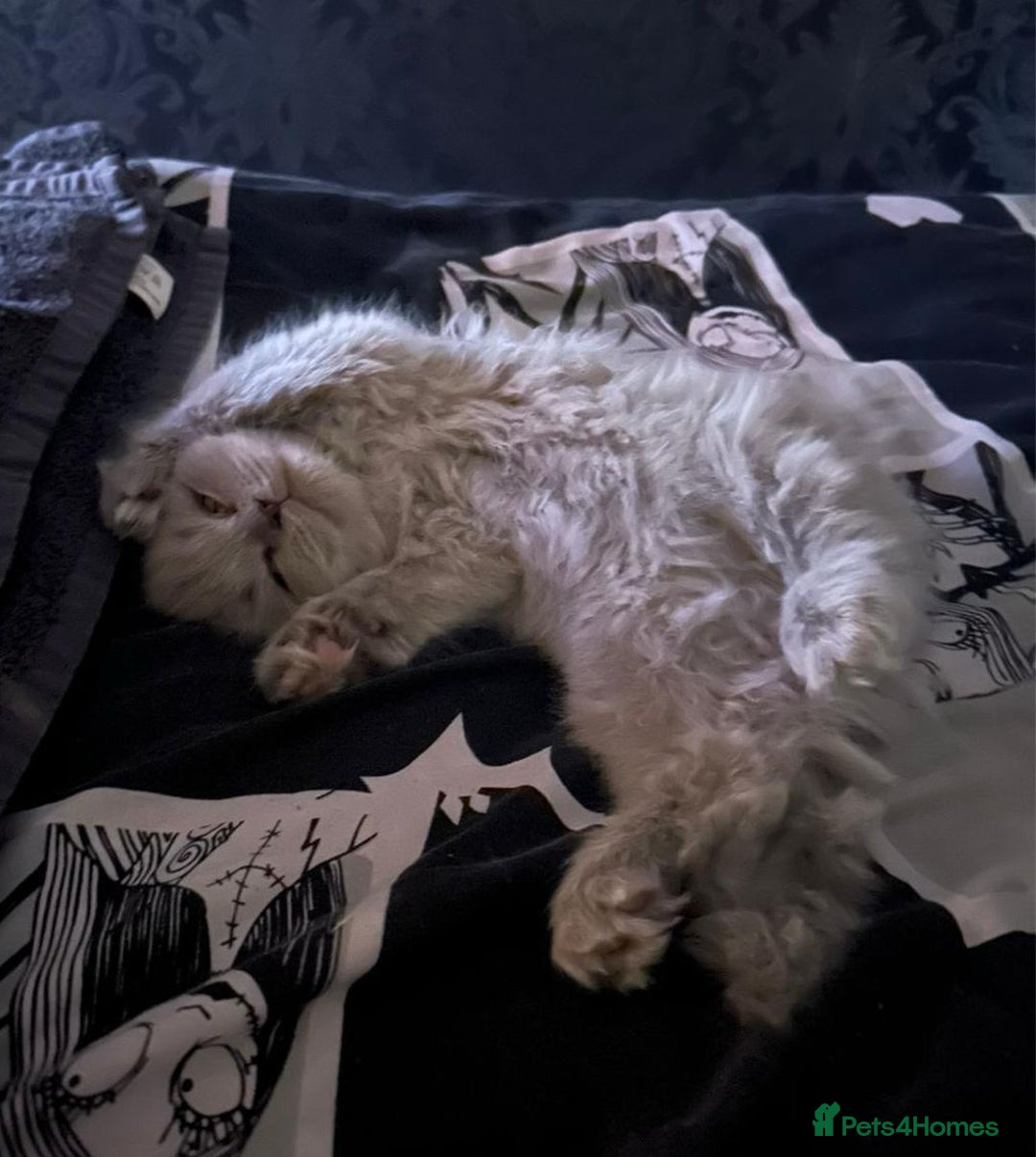 Ragdoll cats for sale: Beautiful Ragdoll Longhair kittens - Image 3