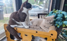 British Shorthair cats for sale: Pure bsh kittens from DNA & genetic tested parents - Image 10