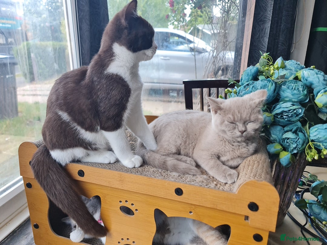 British Shorthair cats for sale: Pure bsh kittens from DNA & genetic tested parents - Image 10