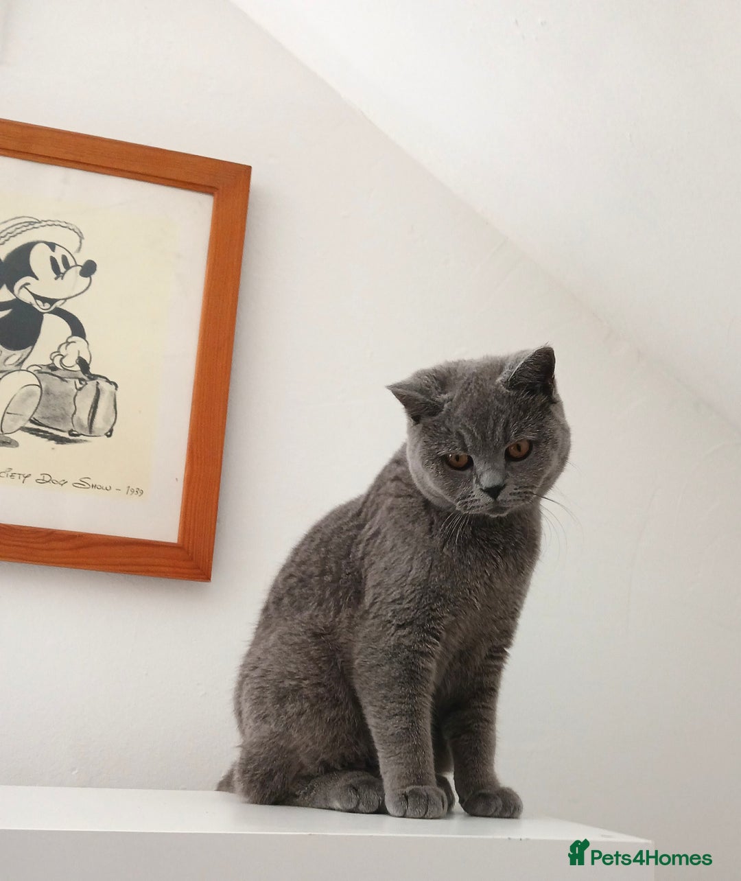 British Shorthair cats for sale: STUNNING LILAC BLUE BHS YOUNG FEMALE CAT - Advert 19