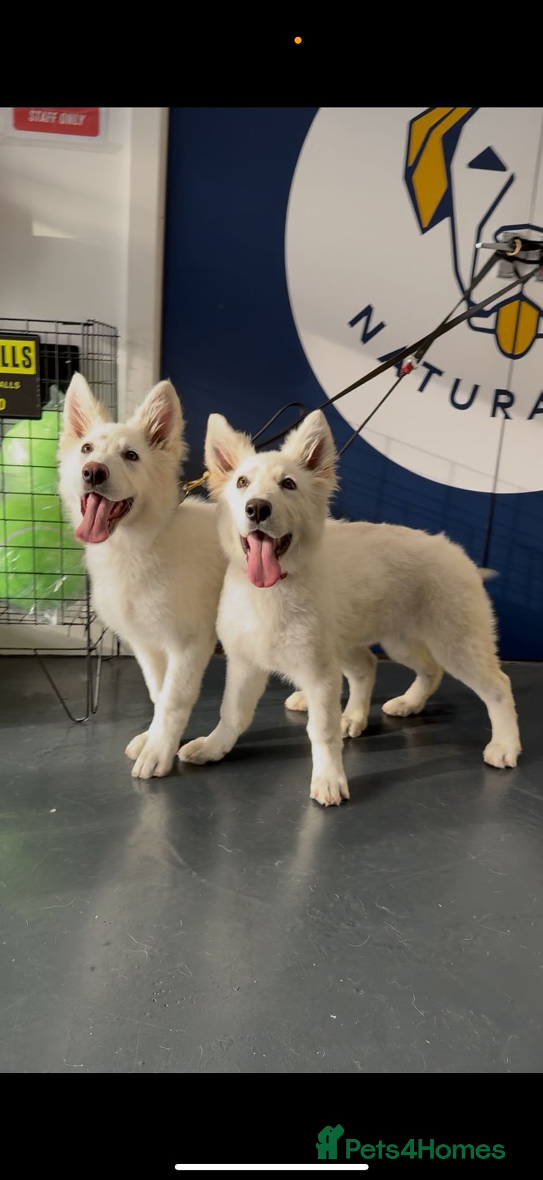 German Shepherd dogs for sale: White German Shepherd Kc registered female puppy - Advert 1