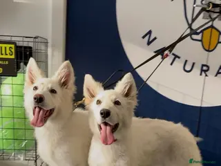 German Shepherd dogs White German Shepherd Kc registered female puppy - Advert 6