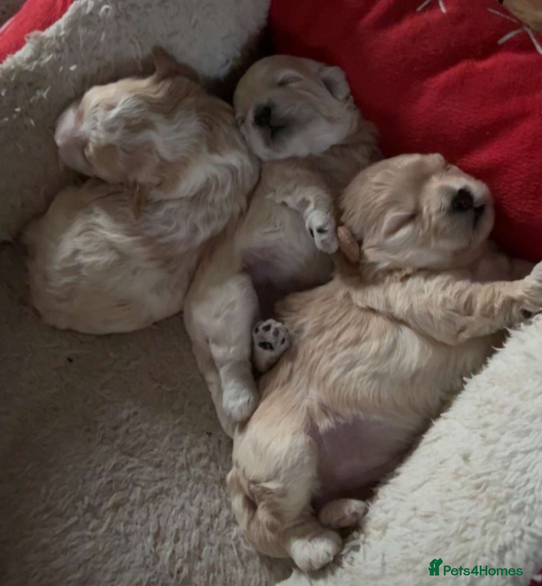 Mixed Breed dogs for sale: Maltons  - Advert 11