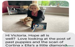 Cockapoo dogs for sale: F1 Cockapoo’s DNA Health Tested Parents - Image 20