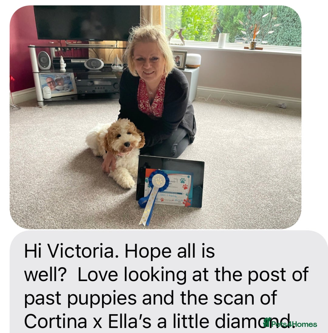 Cockapoo dogs for sale: F1 Cockapoo’s DNA Health Tested Parents - Image 20