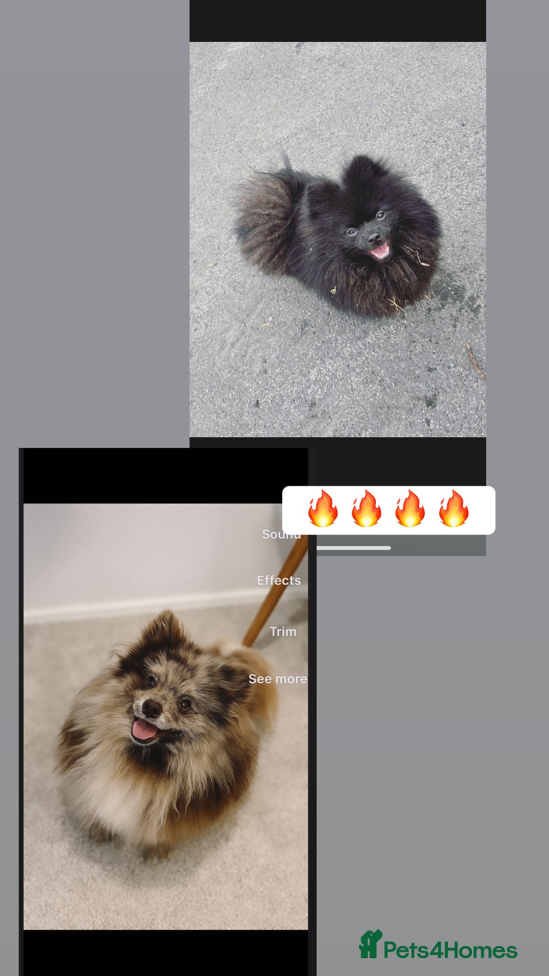 Pomeranian dogs for stud: top quality 5kg/3kgstud!chocolatemerle&fullblack🔥 - Image 1