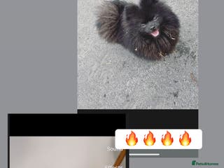 Pomeranian dogs top quality 5kg/3kgstud!chocolatemerle&fullblack🔥 - Advert 1