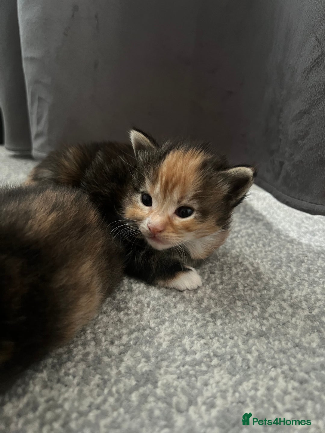 British Shorthair cats for sale: Female kittens - Image 8
