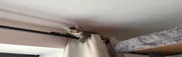 Bengal cats for sale: Bengal X - Advert 5