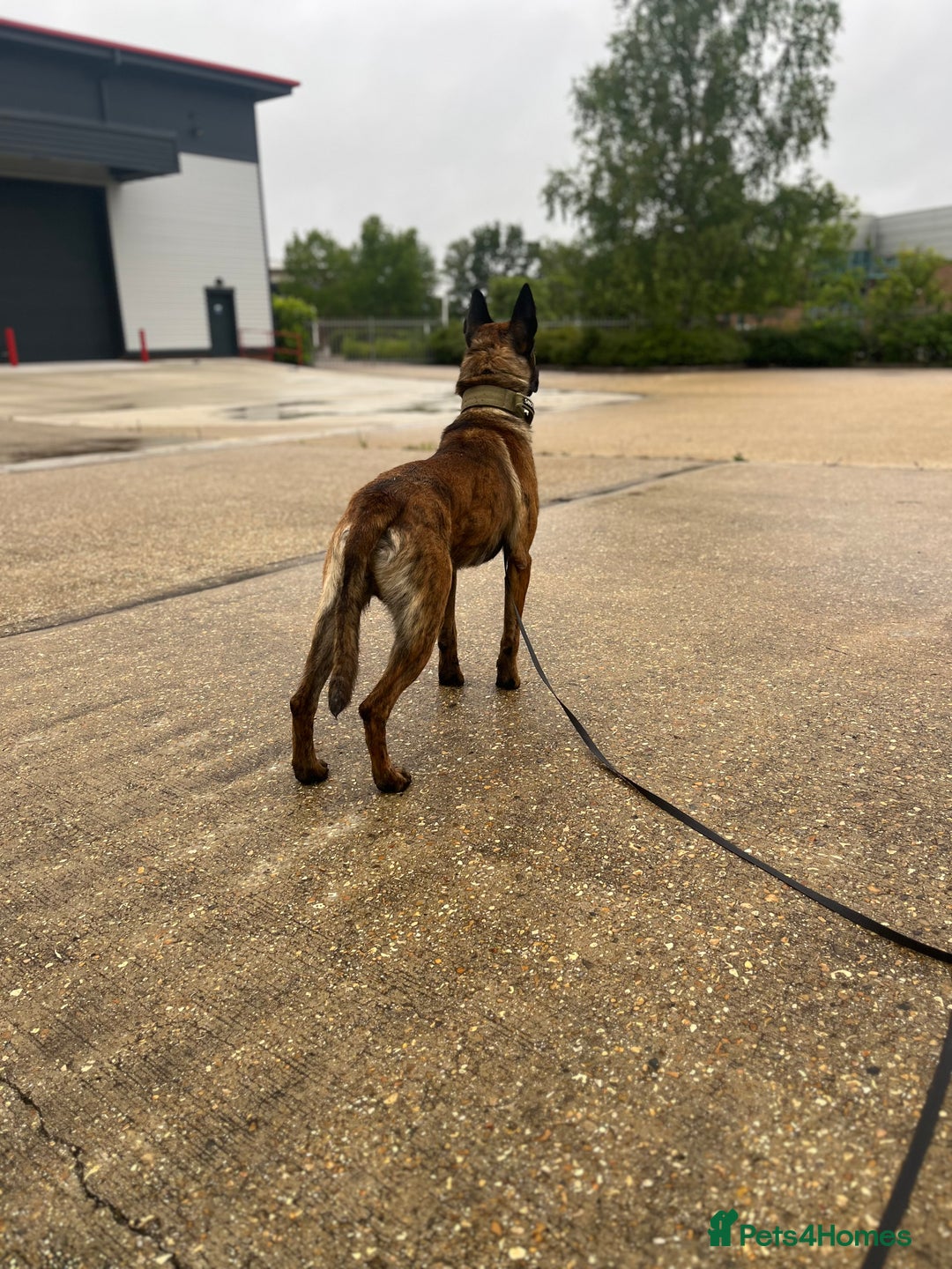 Mixed Breed dogs for sale: Doggo - Advert 4