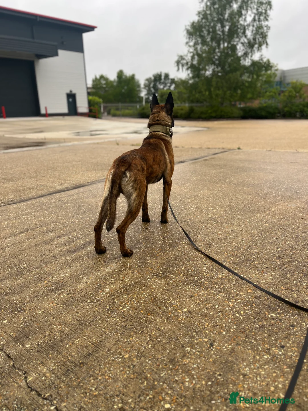 Mixed Breed dogs for sale: Doggo - Advert 4