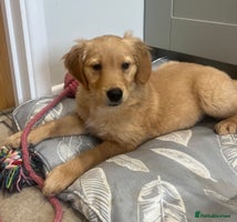 Golden Retriever dogs - Advert 2