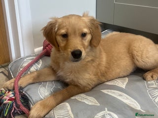Golden Retriever dogs - Advert 4