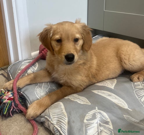 Golden Retriever dogs - Advert 3