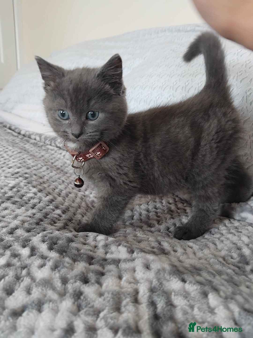 British Shorthair cats for sale: Fluffy male BSH kitten available - Advert 7
