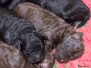 Aussiedoodle dogs Miniature Aussiedoodle Pups 🐾 ❤️ - Advert 7