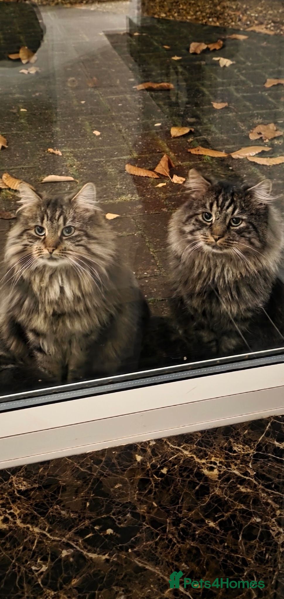 British Longhair cats Brother and sister rehomed urgently - Advert 3