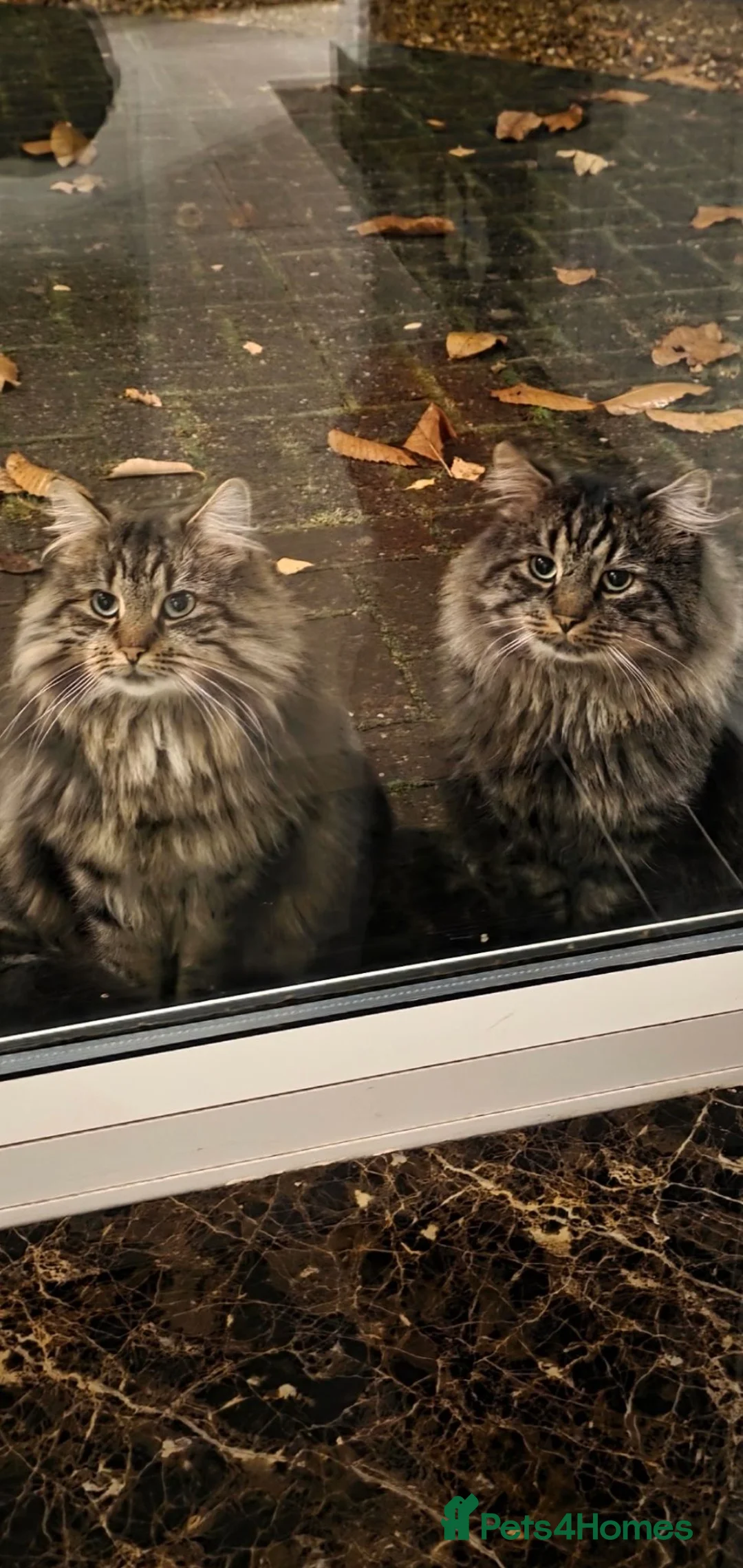 British Longhair cats for sale: Brother and sister rehomed urgently - Advert 1