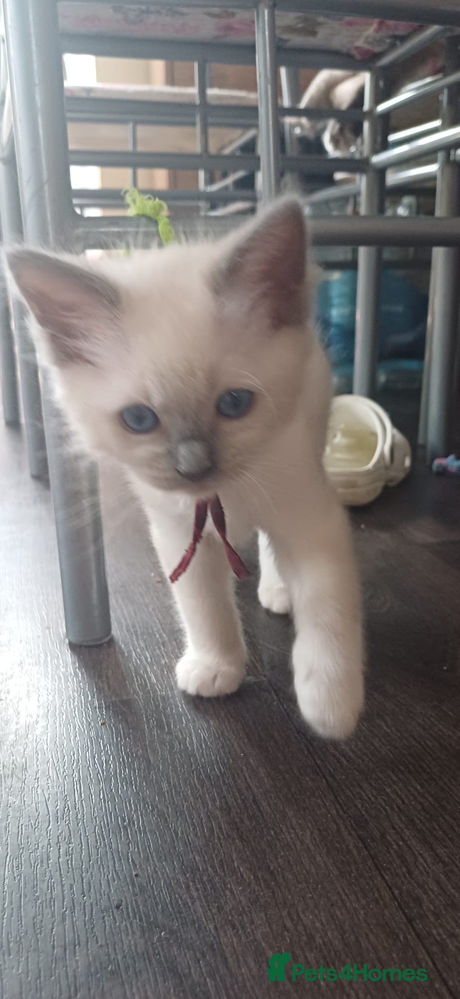 Ragdoll cats for sale: Gorgeous Ragdoll kittens  in Tetbury - Advert 2