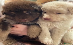 German Shepherd dogs for sale: German Shepherd rare colour pups available  - Image 1