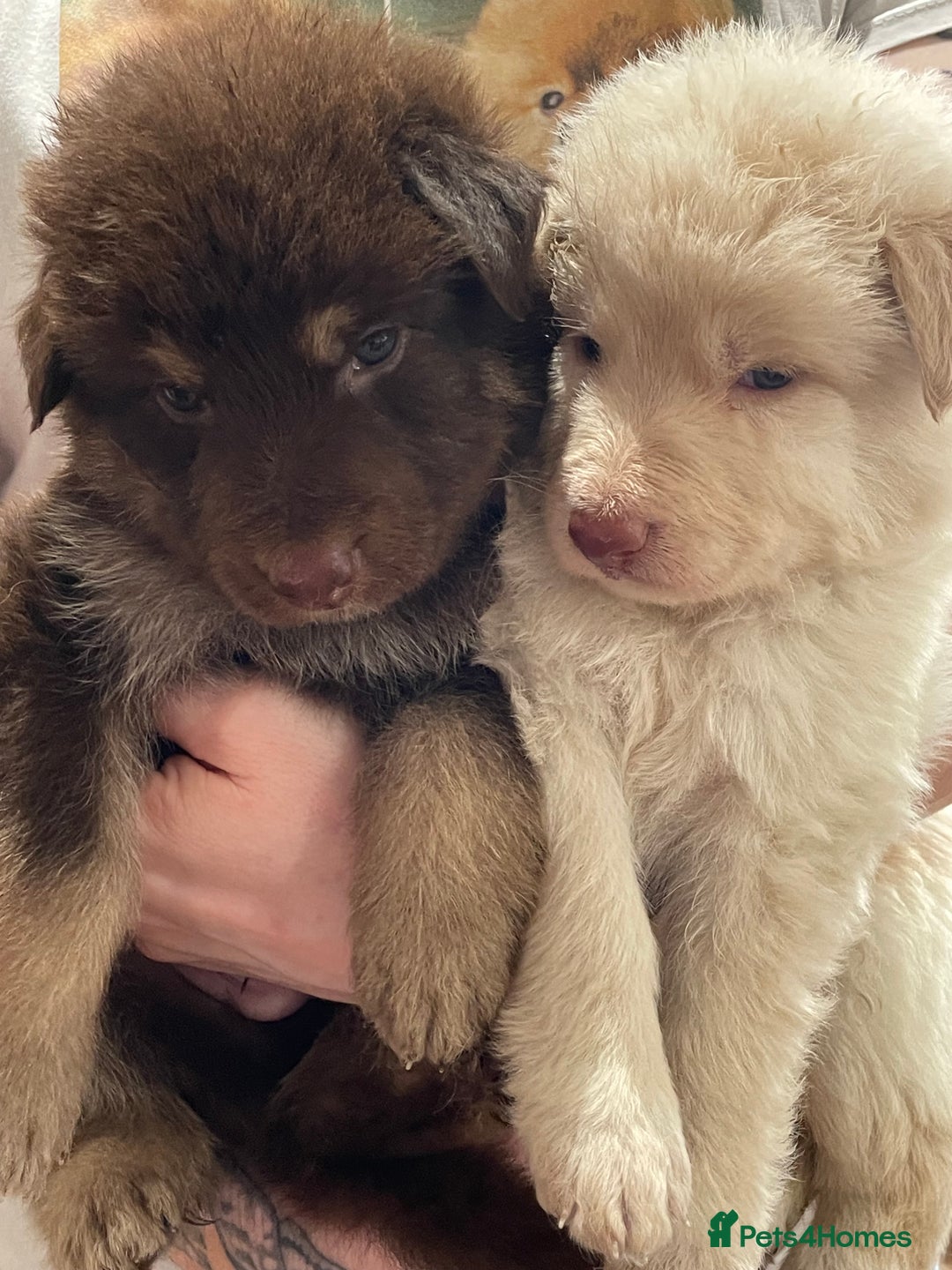 German Shepherd dogs for sale: German Shepherd rare colour pups available  - Image 1