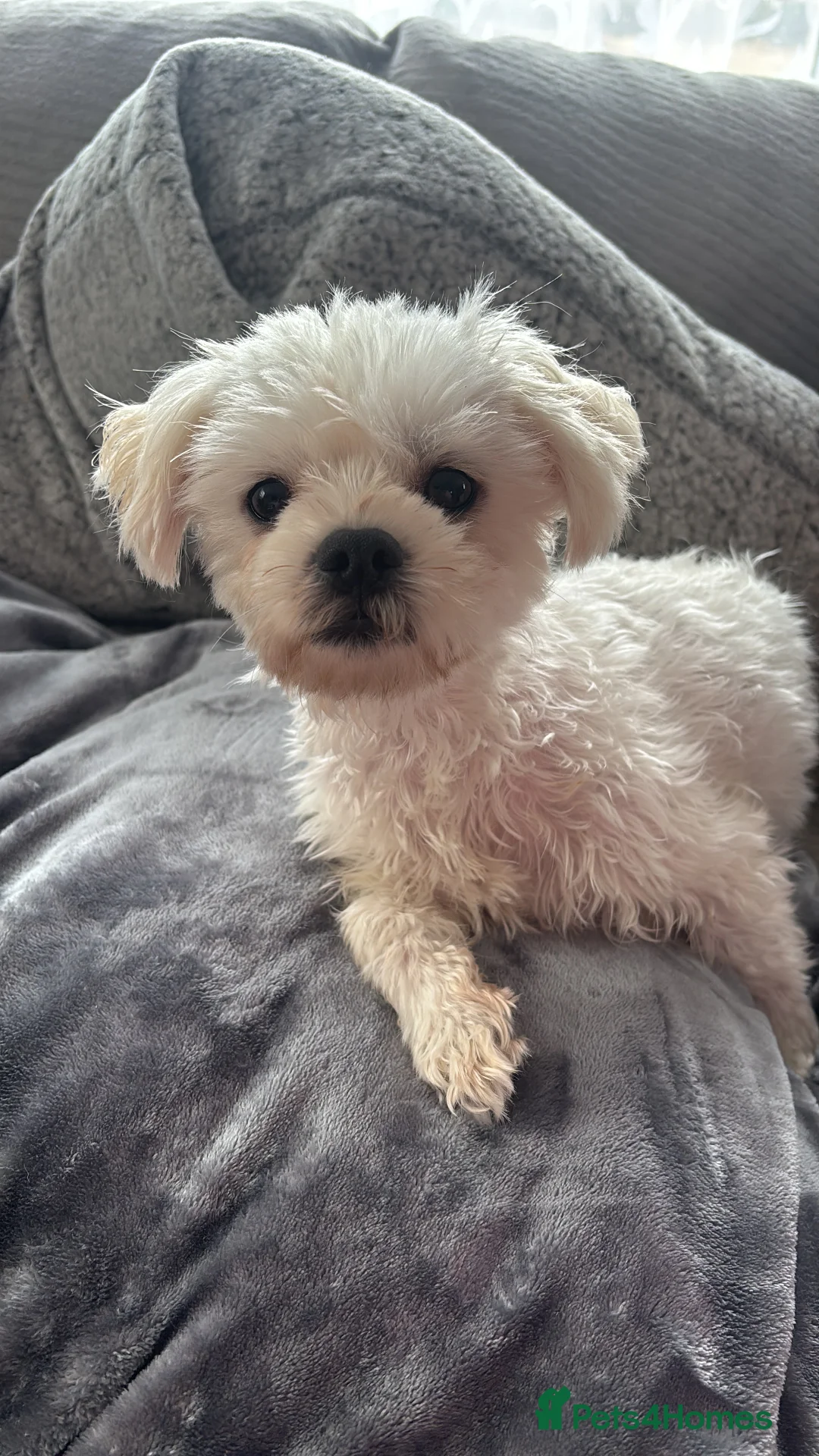 Mixed Breed dogs for sale: Maltijack - Advert 20