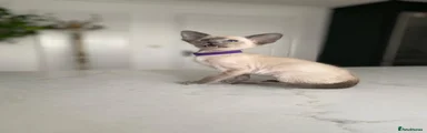Siamese Kitten 5