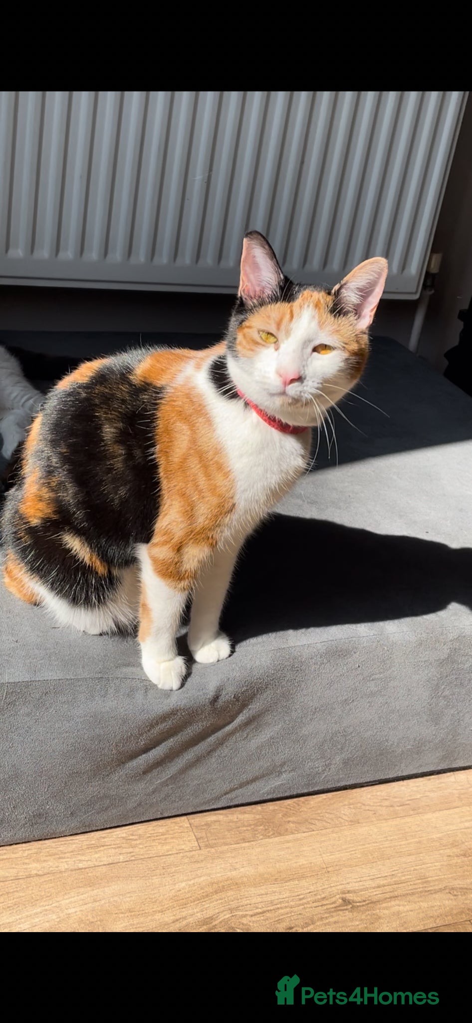 Mixed Breed cats Beautiful Calico Female Kitten Ready Now - Advert 2
