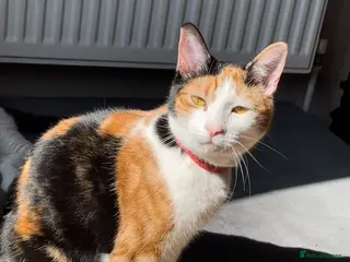 Mixed Breed cats Beautiful Calico Female Kitten Ready Now - Advert 1