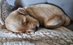 Cockapoo dogs for sale: 4 beautiful cockapoo puppies - Image 23