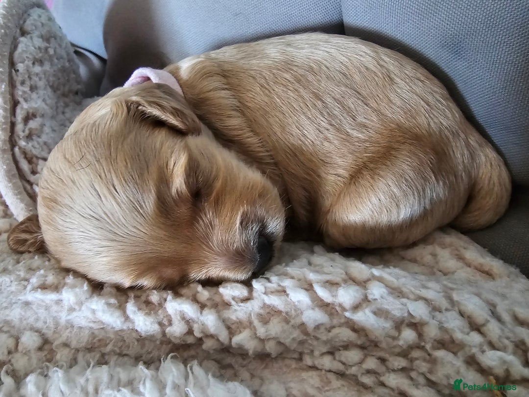 Cockapoo dogs for sale: 4 beautiful cockapoo puppies - Image 23