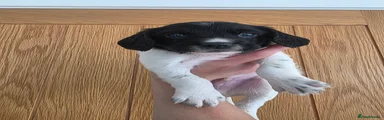Black collar